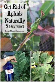 Maybe you would like to learn more about one of these? 8 Natural Ways To Get Rid Of Aphids Brown Thumb Mama