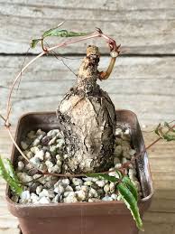 Image result for Cyphostemma adenocaule