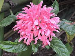 Brazilian Plume Flower Justicia Carnea At New Garden Landscaping Nursery Plants Native Plants Landscape Nursery