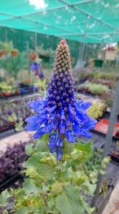 Image result for Pycnostachys parvifolia