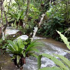 It is about 45 km from kuala lumpur and 800 m above sea level. Santai Riverside Janda Baik Home Facebook