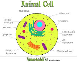 Maybe you would like to learn more about one of these? Please Send Pic Of Animal Cell Diagram According To Class 8 Brainly In