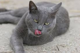 Bildergebnis für graue Katzen