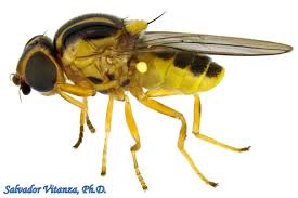 Image result for Dopatrium stachytarphetioides