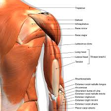 Labeled Anatomy Chart Of Male Triceps 3