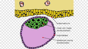 Maybe you would like to learn more about one of these? Raul Parana AdmiraÈ›ie Agent De Publicitate Body Cell Mass Romana Boomerdog Org
