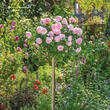 New dawn rose (rosa new dawn) is a plant pioneer. Olivia Rose Austin Halbstamm Stammrosen Pflanzen Pink Krone Kugelformig David Austin Roses Rose Trees Olivia Rose