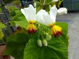 Image result for Sparrmannia