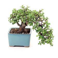 It requires substantial light, full sun if possible, especially when kept indoors. Bonsai Jade Bonsai Tree From Easternleaf Com The Jade Bonsai Is A Evergreen Succulent The Must Be Grown Indoors The Jade Bonsai Is From The Crassula Species And Is Known To Bring
