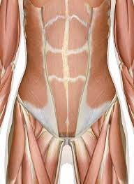 It originates from the vertebral spine in the middle and lower back and covers the lower half of the thoracic region, forming the posterior portion of the associated structures are also shown. Muscles Of The Abdomen Lower Back And Pelvis