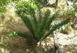 Image result for Encephalartos senticosus