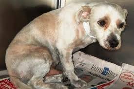 New cats, dogs, pets up for adoption in southbury area; Jackson Area Animal Shelters Vip Jackson Magazine