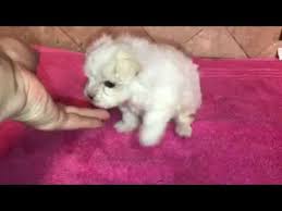 Maybe you would like to learn more about one of these? Maltese Puppies For Sale Houston Tx 07 2021