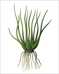 Image result for Isoetaceae