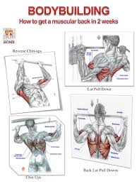 Muscle Diagram Website 2