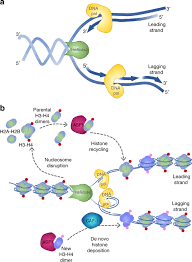Signs and symptoms symptoms of stomach cancer in dogs usually develop gradually over weeks or months, with vomiting being the most common. Emerging Epigenomic Landscapes Of Pancreatic Cancer In The Era Of Precision Medicine Nature Communications