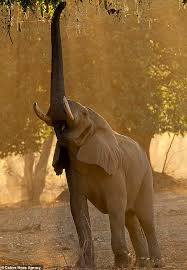 There was a change in plant resources, with the reduced forests and extended grassland. Elephant Stands On Its Back Legs To Grab Fruit From A Tree In Zimbabwe News Besthubpages Com Comment And React To The News