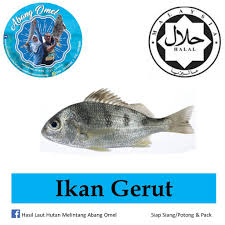 Mancing ikan sembilang dan gerut di spot baru. Ikan Gerut Hasil Laut Hutan Melintang Abang Omel Shopee Malaysia