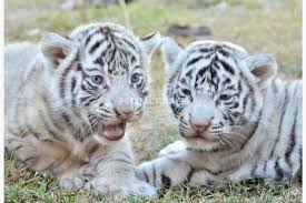 Delivers in karachi, lahore, faisalabad, islamabad & all pakistan. Bengal White Tiger White Lion For Sale In Lahore Pets Factory
