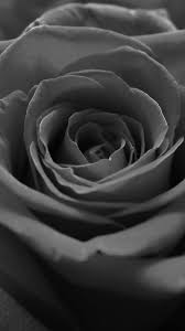 Red Roses Ultra Hd 1242x2208 Wallpaper Teahub Io You will definitely choose from a huge number of pictures that option that will suit you exactly! red roses ultra hd 1242x2208