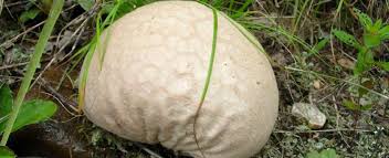 Check spelling or type a new query. Giant Puffball Missouri Department Of Conservation