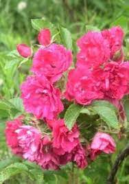 Pin On Rugosa Roses
