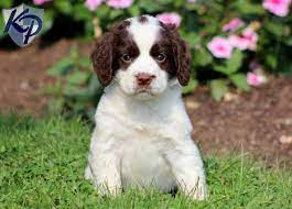 Puppy Finder Find Buy A Dog Today By Using Our Petfinder English Springer Spaniel Puppy English Springer Spaniel Puppy For Sale Springer Spaniel Puppies