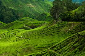 Cameron highlands atau tanah tinggi cameron merupakan sebuah pusat peranginan tanah tinggi yang terkenal di semenanjung malaysia. Wallpaper Landscape Field Green Nikon Malaysia Jungle Tea Plant Mount Scenery Nature Reserve Dx Tree Nikkor 50mm Grassland Pasture Vegetation Terrace Agriculture Cameron Highlands Plantation D90 Highland Crop Grass Family Hill