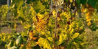 Fiori a grappoli gialli verdognoli / fiori giallo verdognoli. I Nostri Vini La Riballina Ospitalita Rurale