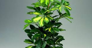 観葉植物カポックの魅力と日常管理 ひとはなノート