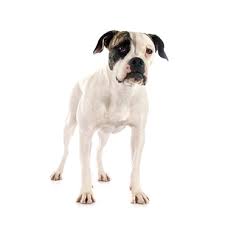 See american bulldog stock video clips. American Bulldog Dog Breed