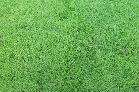 Butuh rumput gajah mini ?? Tukang Rumput Bekasi Tukang Rumput Taman