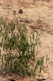 Image result for Phyllanthus pentandrus