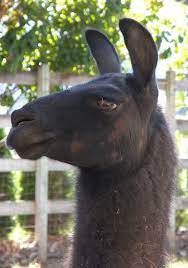 Black Llama Black Animals Animals Mammals