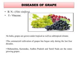 Black Spot Of Grapevines | Grapevine Diseases | Plant Diseases |  Biosecurity | Agriculture Victoria