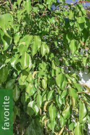 Image result for Ficus tremula