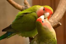 Hal ini tentu dapat memberikan kesan bahwa anda memang sudah pernah mengunjungi tempat tersebut. 8 Romantic Animals Who Live Passionately With Their Partners Netral News