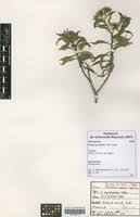 Image result for Psiadia punctulata