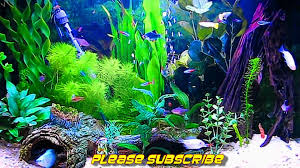 1280x720 wallpapers for windows phone nokia lumia phones run apps on pc. 51 Aquarium Live Wallpaper For Pc