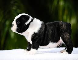 Pin On Bulldogs