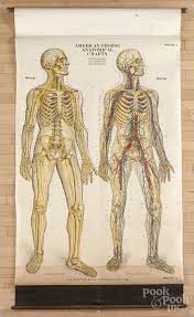 american frohse anatomical chart copyright 1918 plate 3