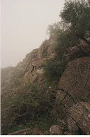 Image result for Ehretia obtusifolia