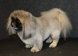 Pekingese Dog Haircut Styles Pictures Pets Blog Dog Haircuts Pekingese Dogs Pekingese