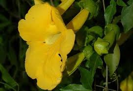 Image result for Dolichandra unguis-cati