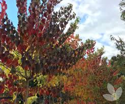 Image result for Sapium