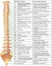 This Chart Shows Some Of The Integral Relationships Between The Spine Nervous System And The Body Spine Health Chiropractic Care Massage Therapy