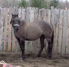 Ij Rocky Steeldust Quarter Horse