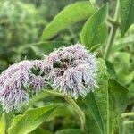 Image result for Vernonia brachycalyx