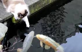 Coli or salmonella, raw fish poses a particular threat to. Timo The Cat And His Amazing Relationship With A Koi Fish