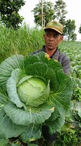 Acar kubis (sauerkraut) mendapatkan rasa asam khasnya dari asam laktat yang terbentuk ketika gula alami di dalam kubis difermentasi. Tanaman Kubis Bebas Akar Gada Dengan Dolomit Cair Plus Facebook
